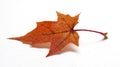 Coloured maple leaf on white background/maple leaf Royalty Free Stock Photo