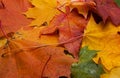 Coloured maple leaf on white background/maple leaf Royalty Free Stock Photo