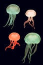 Coloured moon jellyfish & x28;Aurelia aurita& x29; Royalty Free Stock Photo