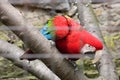 Coloured Parrot in a Cage Royalty Free Stock Photo