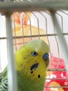 Coloured parrot Looking curious from the cage Royalty Free Stock Photo