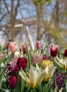 Coloured red and yellow tulips at Keukenhof Gardens, Lisse, Netherlands. Windmill in soft focus in the background. Royalty Free Stock Photo