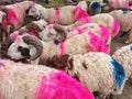 Coloured sheep in an animal market in Peshawar ahead Bakra Eid & x28;Eidul Adha& x29; Royalty Free Stock Photo