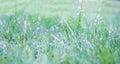 Juicy lush green grass on meadow with drops of water dew in morning light. Green border of grass. Royalty Free Stock Photo