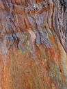 Colourful Abstract Textured Bark Pattern