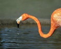 American Flamingo - Phoenicopterus ruber feeding, Gloucestershire, England. Royalty Free Stock Photo