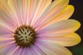 Colourful african daisy, backlight