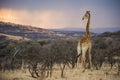 Colourful African Sunrise in a Giraffe South Africa Royalty Free Stock Photo