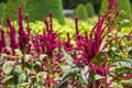 Colourful amaranthus flowers in the garden at Chateau de Chenonceau in the Loire Valley UK.