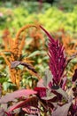 Colourful amaranthus flowers in the garden at Chateau de Chenonceau in the Loire Valley UK.