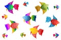 Colourful Angel Fish