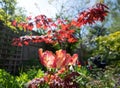 Apricot Parrot tulips amongst other plants, shrubs and greenery in a slightly neglected, messy, overgrown suburban garden.