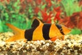 Colourful aquarian small fish Royalty Free Stock Photo