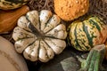 Colourful assortment of pumpkins, squashes and gourds Royalty Free Stock Photo