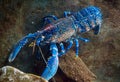 Colourful australian blue crayfish, lobster, cherax quadricarinatus in aquarium Royalty Free Stock Photo