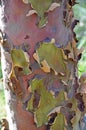 Colorful Australian gum tree bark Royalty Free Stock Photo