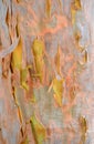 Colorful Australian Gumtree bark