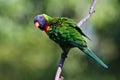 Colourful Australian Rainbow Lorikeet with fluffed up feathers