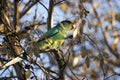 Colourful Australian Ringneck parrot