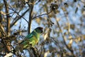 Colourful Australian Ringneck parrot