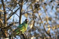 Colourful Australian Ringneck parrot