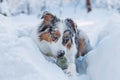 Colourful Australian Shepherd enjoys his first winter. Close-up of a young naughty dog playing with a tennis ball in the snow. A Royalty Free Stock Photo