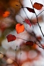 Colourful autumn Royalty Free Stock Photo