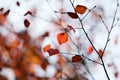 Colourful autumn Royalty Free Stock Photo