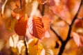 Colourful autumn Royalty Free Stock Photo