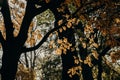 Colourful autumn colours in the Park with sunrise and sunshine in the fall season. Nature in autumn at New Zealand