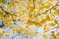 Colourful autumn colours in the Park with sunrise and sunshine in the fall season. Nature in autumn at New Zealand