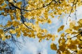 Colourful autumn colours in the Park with sunrise and sunshine in the fall season. Nature in autumn at New Zealand