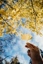 Colourful autumn colours in the Park with sunrise and sunshine in the fall season. Nature in autumn at New Zealand