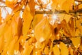 Colourful autumn colours in the Park with sunrise and sunshine in the fall season. Nature in autumn at New Zealand