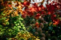 Colourful autumn colours in the Park with sunrise and sunshine in the fall season. Nature in autumn at New Zealand