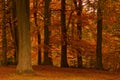 Colourful Autumn (Fall) trees Royalty Free Stock Photo