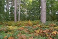 Colourful autumn ferns on forest floor
