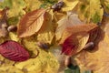 Colourful Autumn Foilage Royalty Free Stock Photo