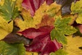 colourful autumn foliage, pictorial Royalty Free Stock Photo