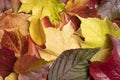 colourful autumn foliage, pictorial Royalty Free Stock Photo