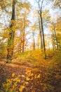 Colourful autumn forest in the Brabantse Wouden National Park. Colour during October and November in the Belgian countryside. The Royalty Free Stock Photo
