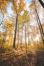 Colourful autumn forest in the Brabantse Wouden National Park. Colour during October and November in the Belgian countryside. The Royalty Free Stock Photo