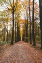 Colourful autumn forest in the Brabantse Wouden National Park. Colour during October and November in the Belgian countryside. The Royalty Free Stock Photo
