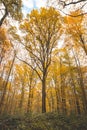 Colourful autumn forest in the Brabantse Wouden National Park. Colour during October and November in the Belgian countryside. The Royalty Free Stock Photo