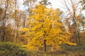 Colourful autumn forest in the Brabantse Wouden National Park. Colour during October and November in the Belgian countryside. The Royalty Free Stock Photo