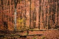 the colourful autumn in the forests of Trascau Mountains Royalty Free Stock Photo