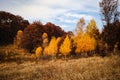 the colourful autumn in the forests of Trascau Mountains Royalty Free Stock Photo