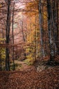 the colourful autumn in the forests of Trascau Mountains Royalty Free Stock Photo