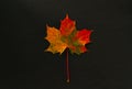 Colourful autumn leaf on black background Royalty Free Stock Photo