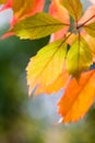 Colourful autumn leaves Royalty Free Stock Photo